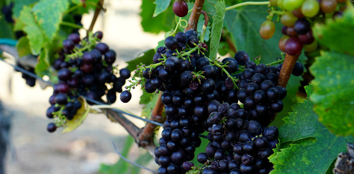Celebrate Harvest Season at 5 Winery Events in Napa Valley and Monterey County