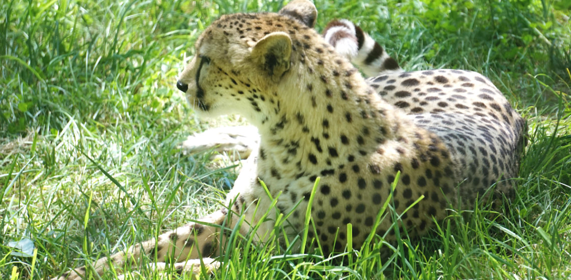 Safari West - An African Adventure in Northern California Wine Country