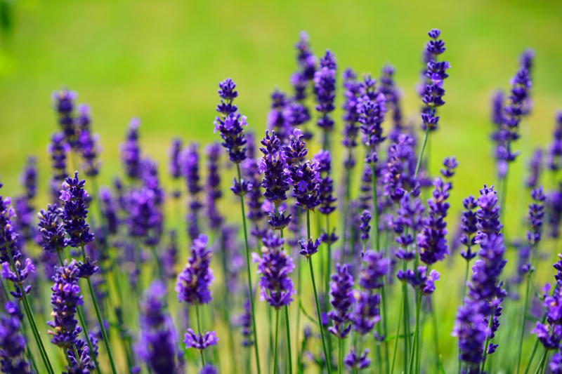 10 Things To Do This Summer To Boost Your Happiness - DIY Projects