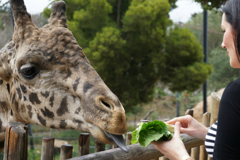 Fun Mother's Day Activities That Moms Would Love To Do - Feeding Animals at The Zoo