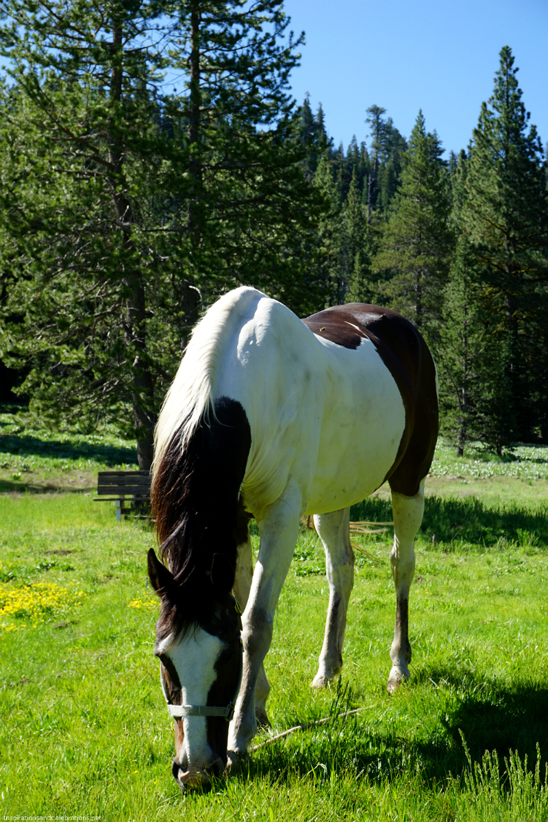 Fun Mother's Day Activities That Moms Would Love To Do - Horseback Riding