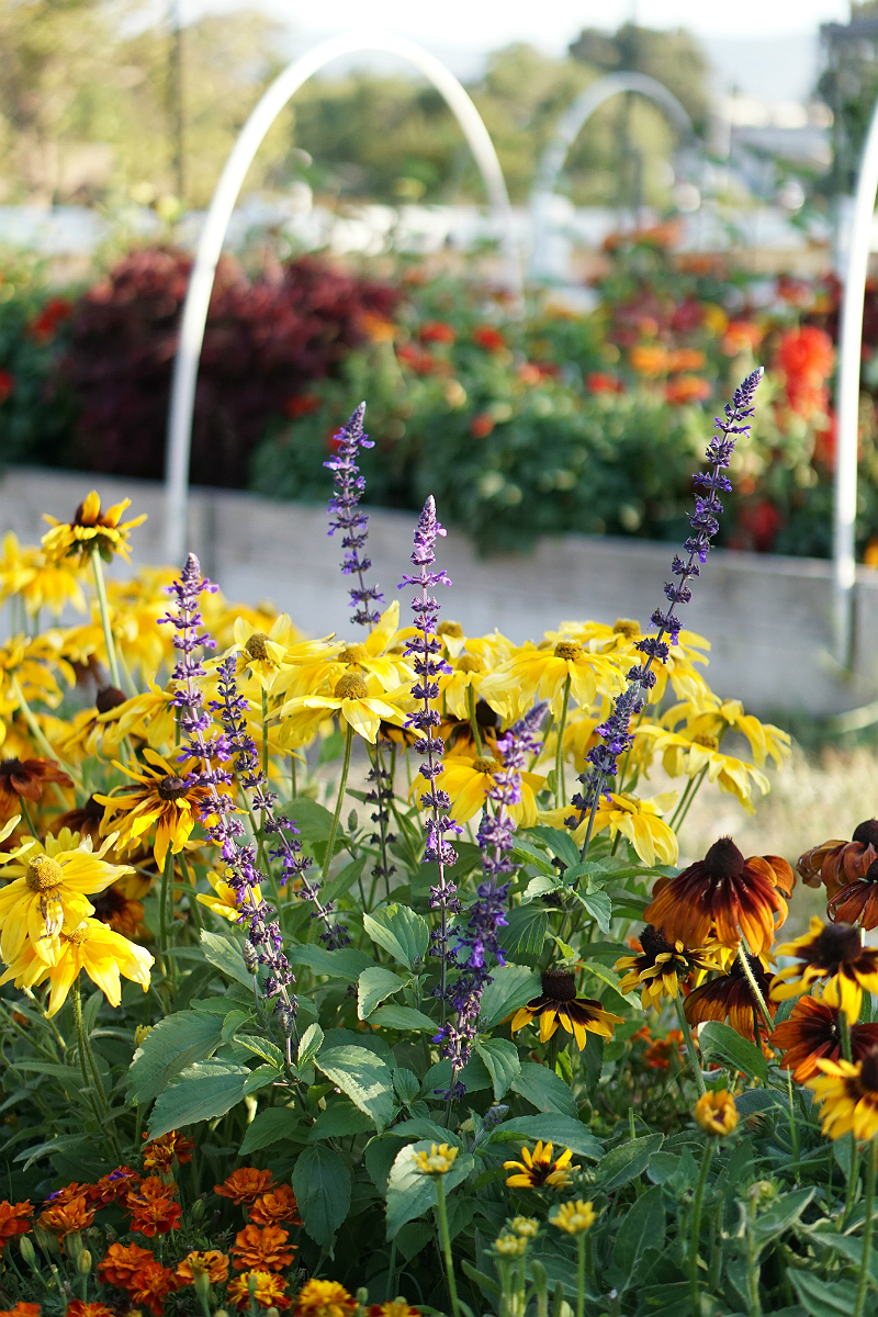 Fun Mother's Day Activities That Moms Would Love To Do - Visiting a Botanical Garden