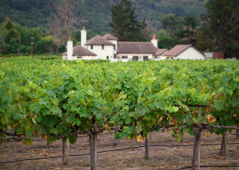 Fun Mother's Day Activities That Moms Would Love To Do - Wine Tasting at a Vineyard