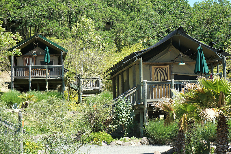 5 Fun Family-Friendly Summer Vacation Ideas - Safari West Santa Rosa