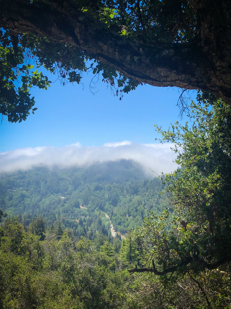 The Local's Guide to Big Sur - Where To Go and What To Do in Big Sur California