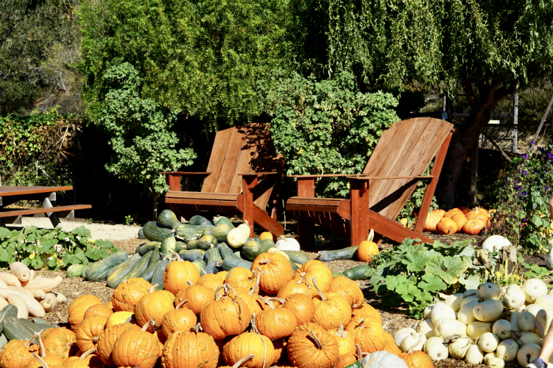 DIY Pumpkin Flower Centerpiece Tutorial
