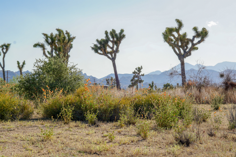 2019 Aether Rally in Pioneertown Joshua Tree