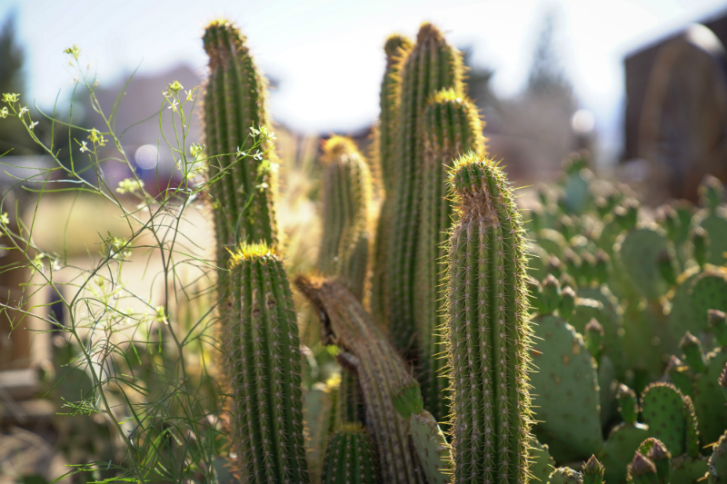 2019 Aether Rally in Pioneertown Joshua Tree