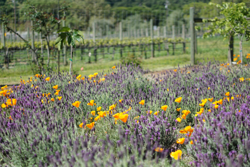 Epic Memorial Day Weekend Vacation Spots on the Central Coast of California