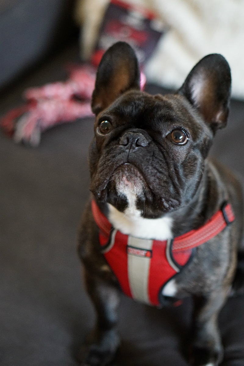 Why Wellesley The Frenchie Loves Wellness CORE Natural Dog Food
