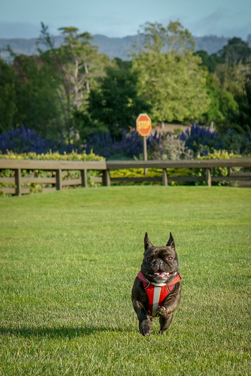 Why Wellesley The Frenchie Loves Wellness CORE Natural Dog Food